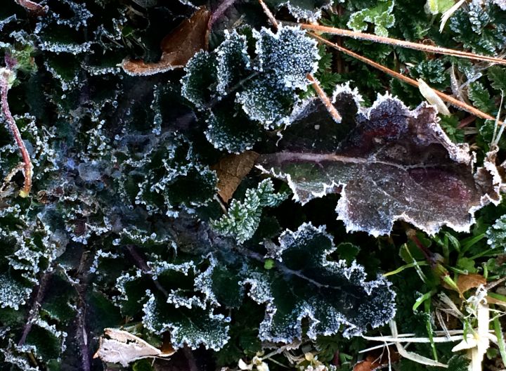 Just another Dandelion in disguise...