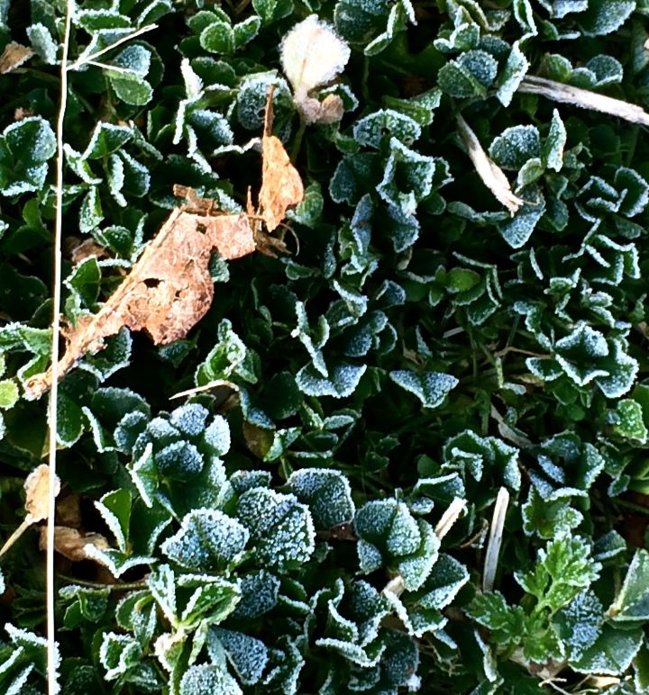 Ugggh! Why do weeds look so "cool" with a thin layer of frost on them?