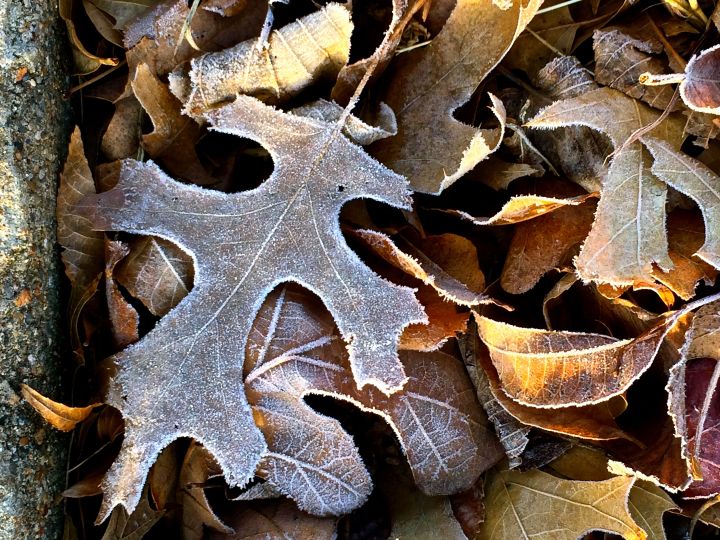 Thank goodness for the Oaks, Elms, Crapemytles, and Pecans