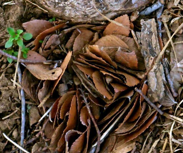 How is that Cedar Elm leaves can stack and stand on edge like this?