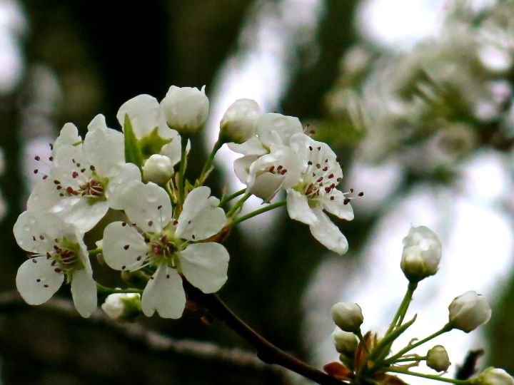 Callery Pear already in full bloom - and the next two nights we're suppose to freeze...