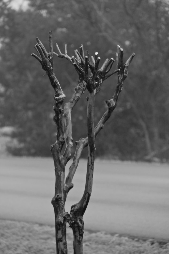 OK, so this poor Crapemyrtle can claim to be shape-less after such a dramatic pruning….