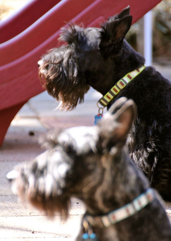 Any good Scottie always wants to come across as stoic and ever so expressionless….