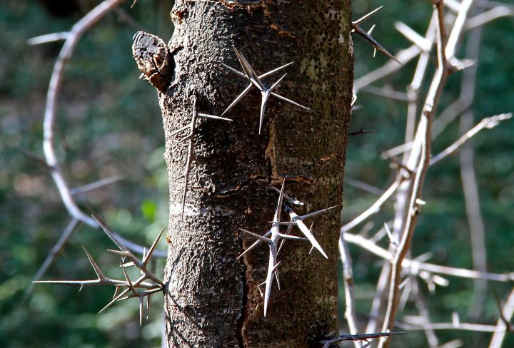Nature's toothpick, the honeylocust. It can also be a woodpecker's worse nightmare….