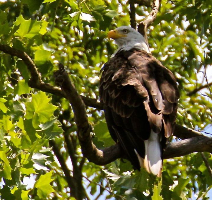 This handsome (it was really 'pretty") Bald Eagle perched perfectly for the shot as he/she overlooked the White River