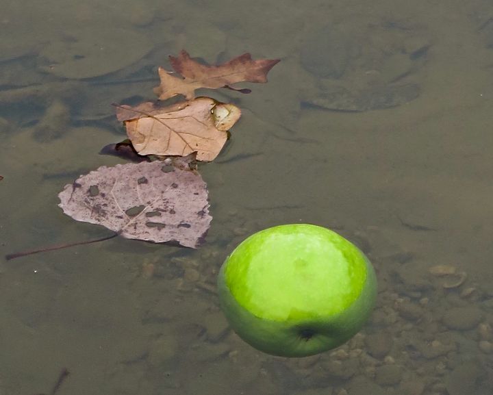 No one seemed to want to go bobbing for this apple….